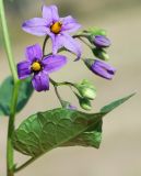 Solanum kitagawae