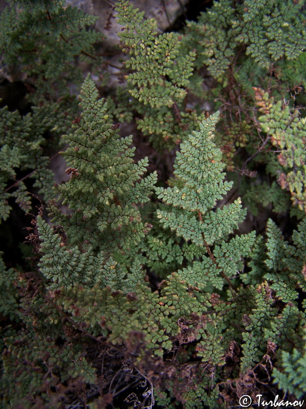 Image of Oeosporangium persicum specimen.