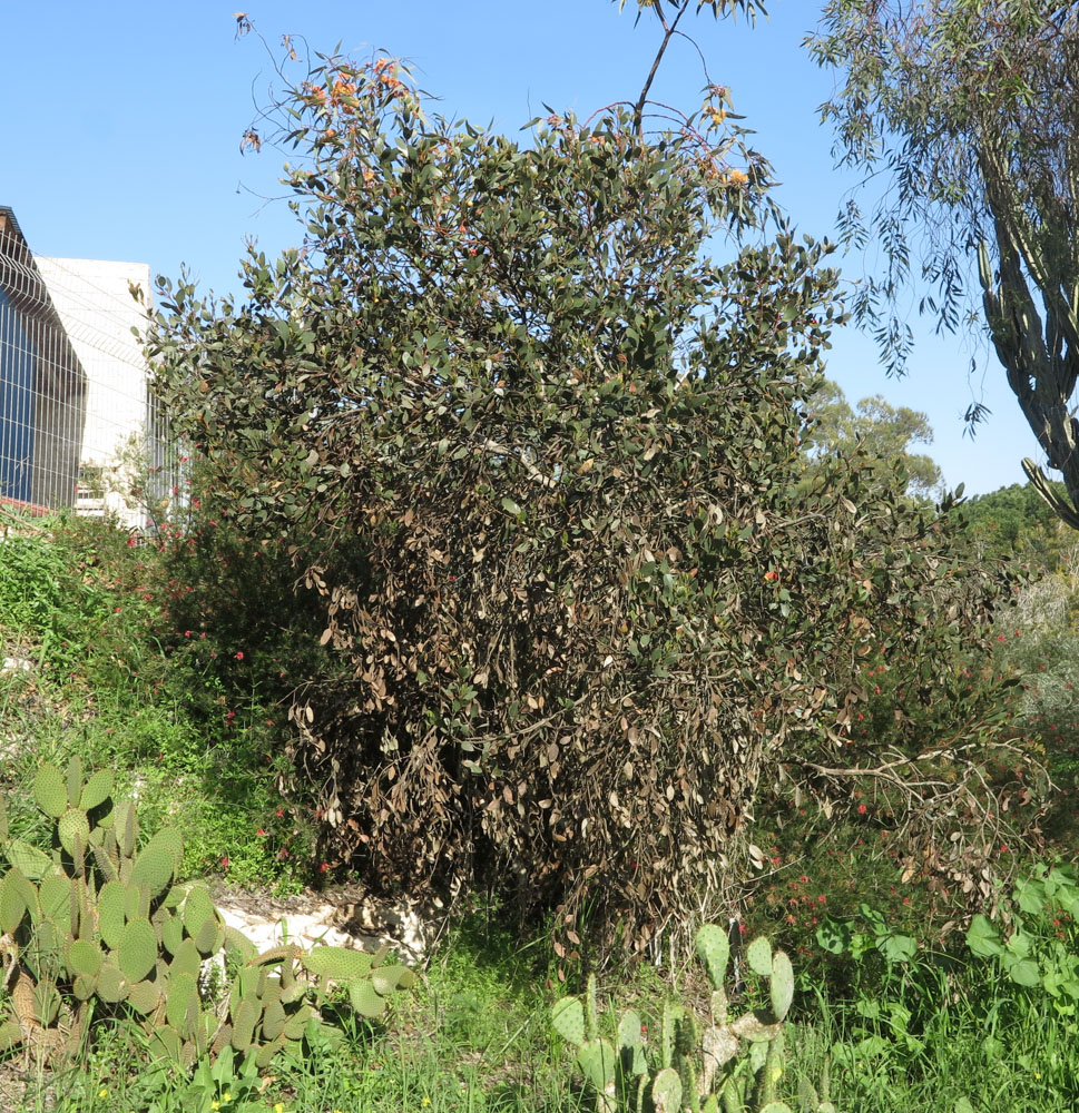 Image of Eucalyptus forrestiana specimen.