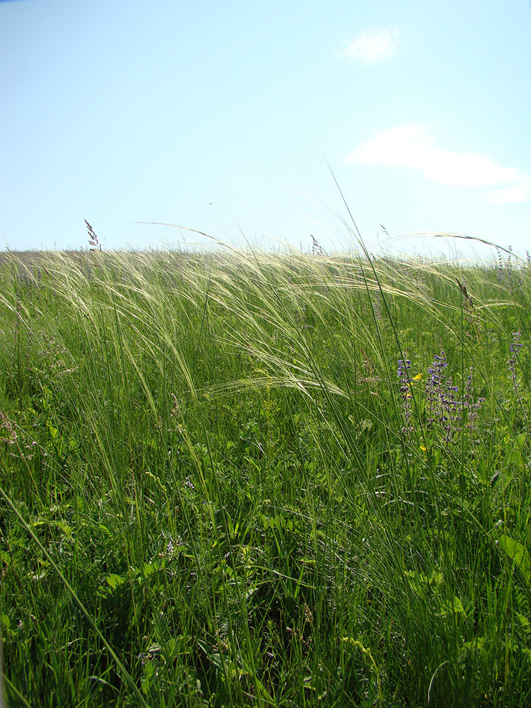 Изображение особи Stipa sareptana.