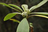 Edgeworthia chrysantha