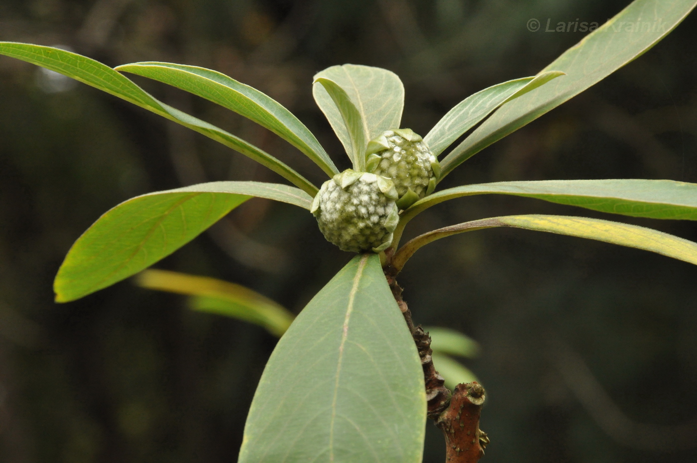 Изображение особи Edgeworthia chrysantha.