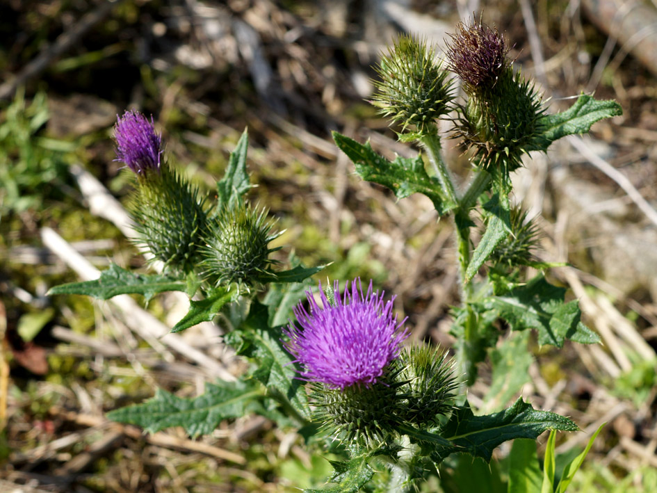 Image of Cirsium vulgare specimen.