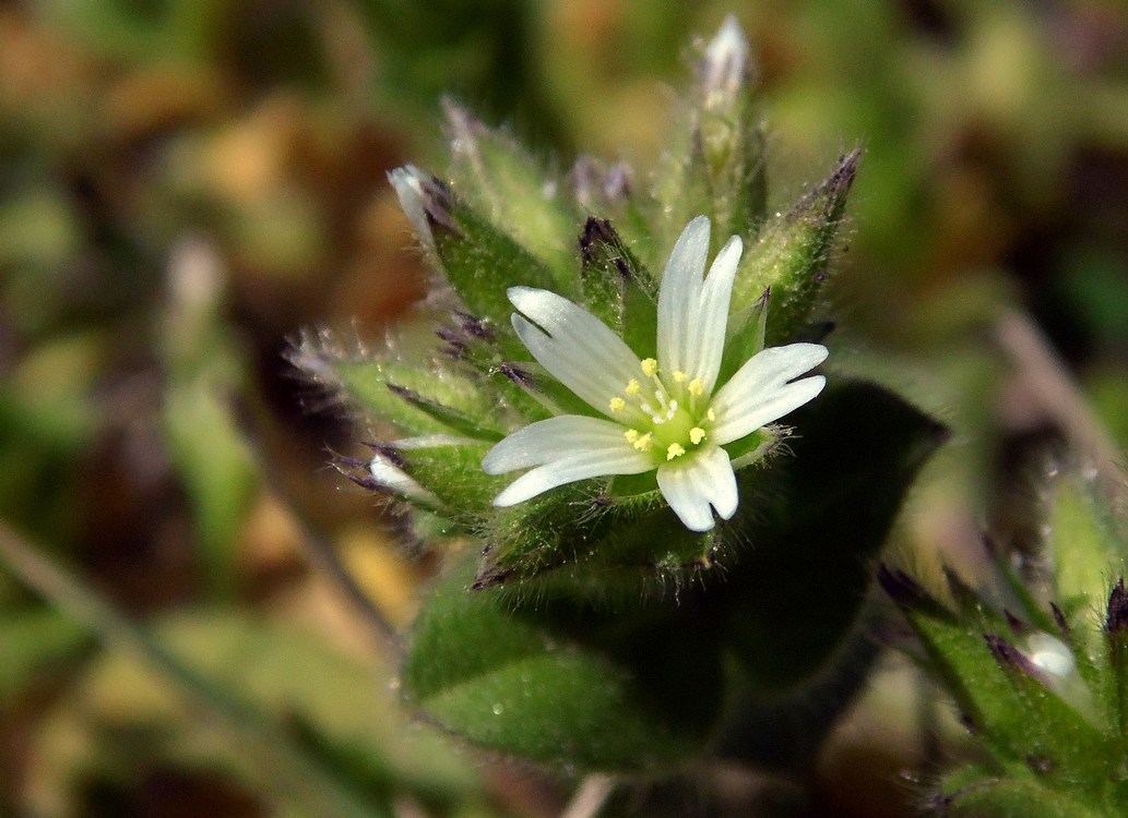 Изображение особи Cerastium glomeratum.