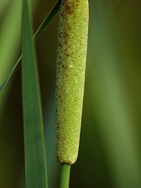 Изображение особи Typha intermedia.