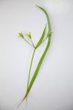 Image of taxon representative. Author is Радик Кутушев