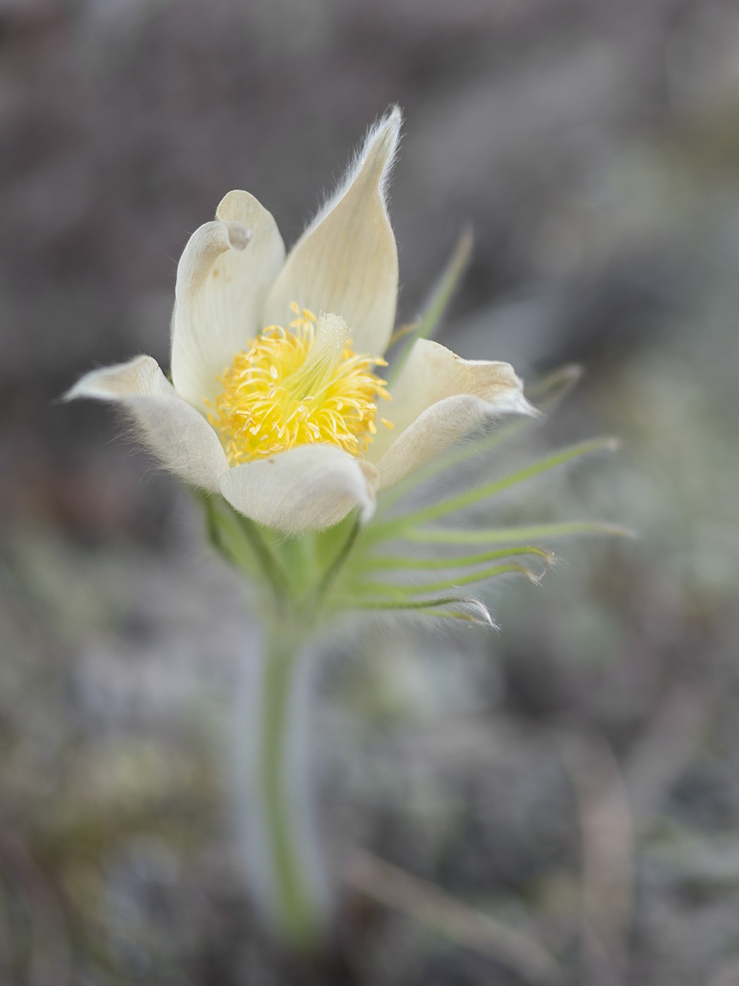 Изображение особи Pulsatilla uralensis.