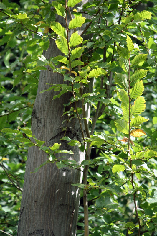 Изображение особи Carpinus betulus.