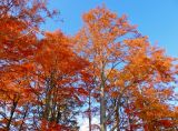 Taxodium distichum