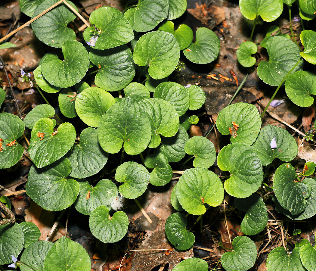 Image of Viola palustris specimen.