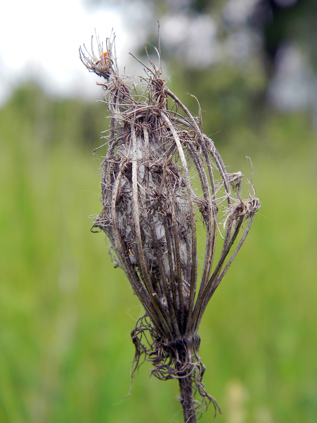 Image of Daucus carota specimen.