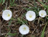 Convolvulus lineatus