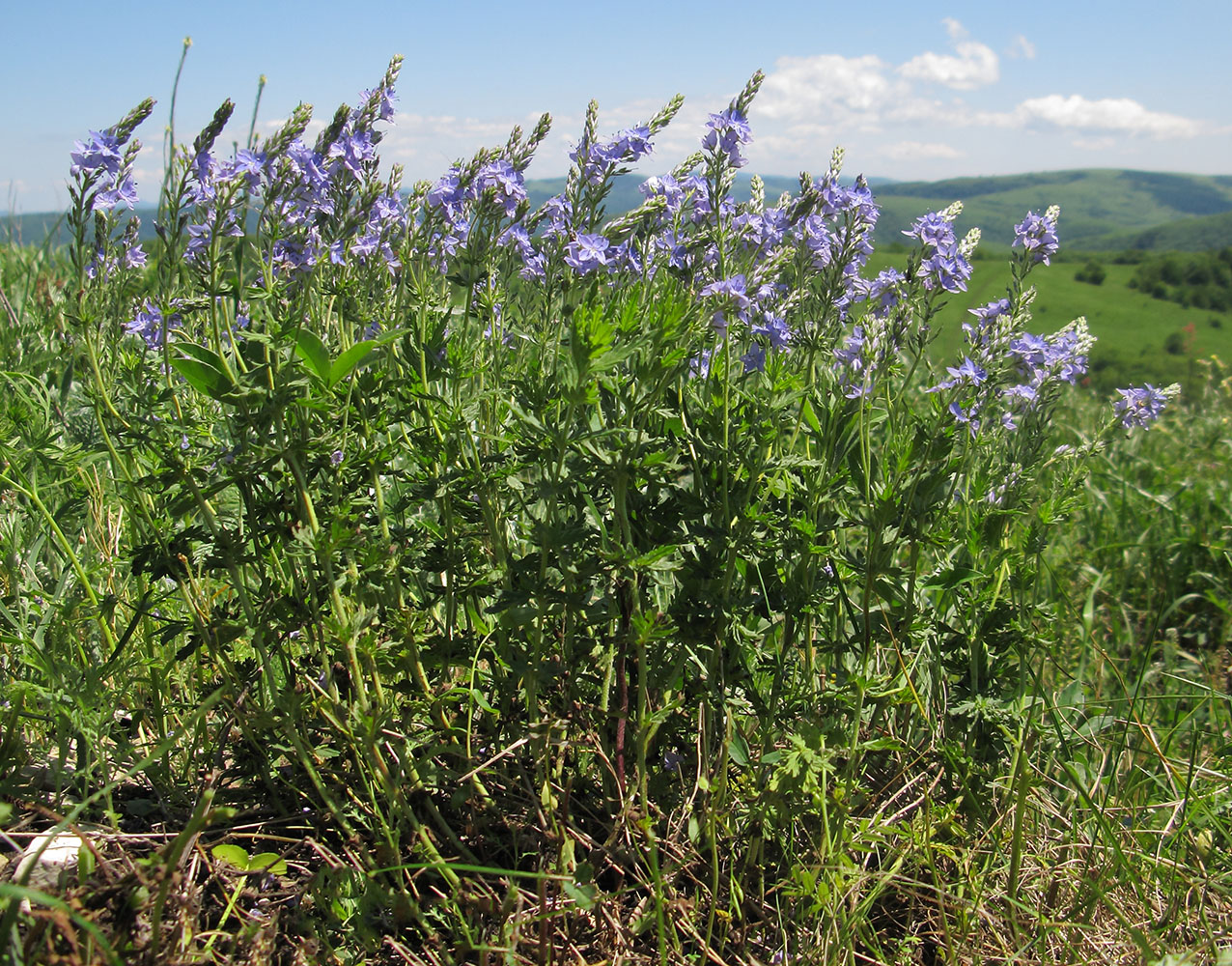 Image of Veronica jacquinii specimen.