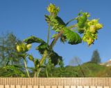 Scrophularia chrysantha