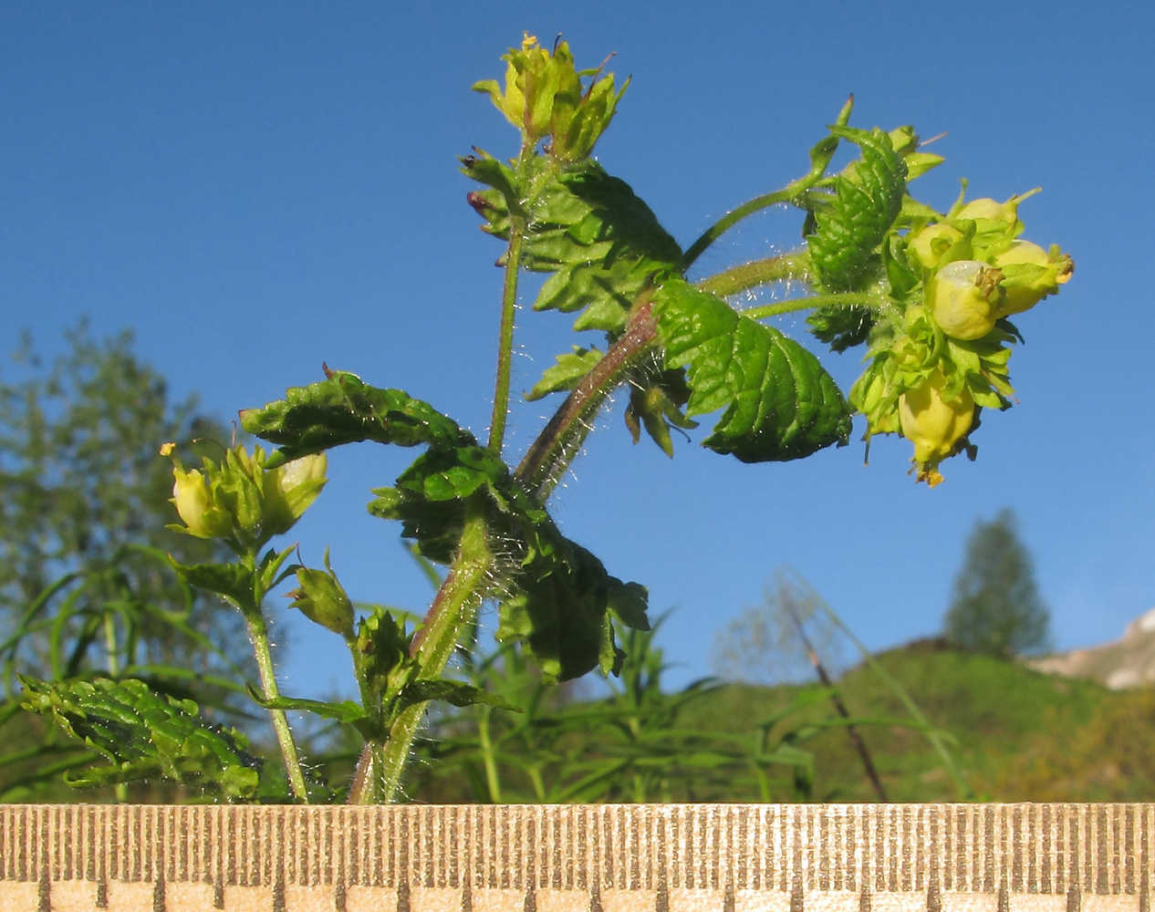 Image of Scrophularia chrysantha specimen.