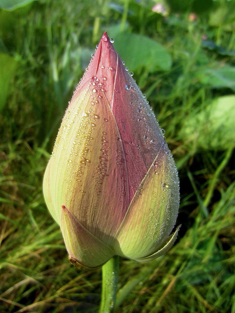 Image of Nelumbo komarovii specimen.