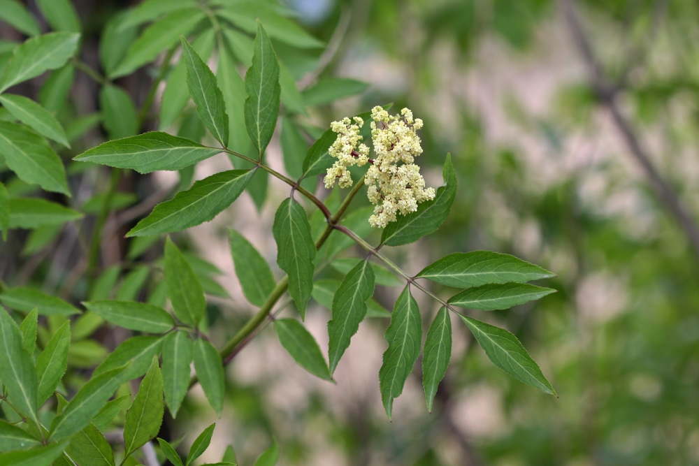 Image of Sambucus williamsii specimen.