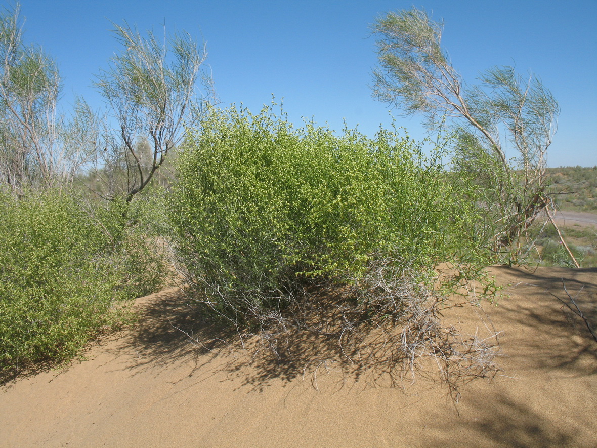 Image of Mausolea eriocarpa specimen.