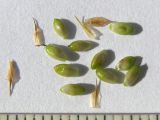 Carex pallescens