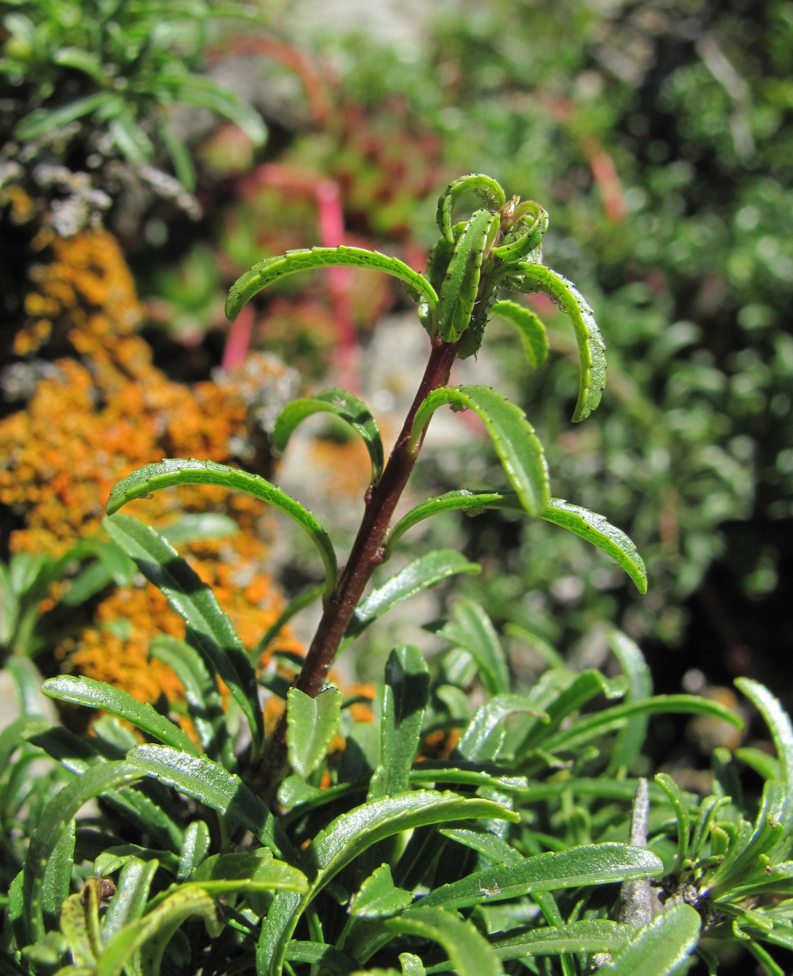 Image of Rhamnus tortuosa specimen.