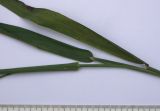 Image of taxon representative. Author is Сергей Банкетов