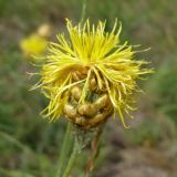 Centaurea orientalis