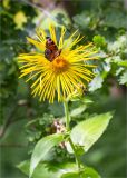 Inula helenium. Верхушка побега с соцветием и сидящей бабочкой Inachis io. Санкт-Петербург, Старый Петергоф, парк \"Сергиевка\", газон. 31.07.2016.