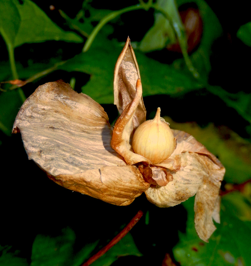 Image of Calystegia silvatica specimen.