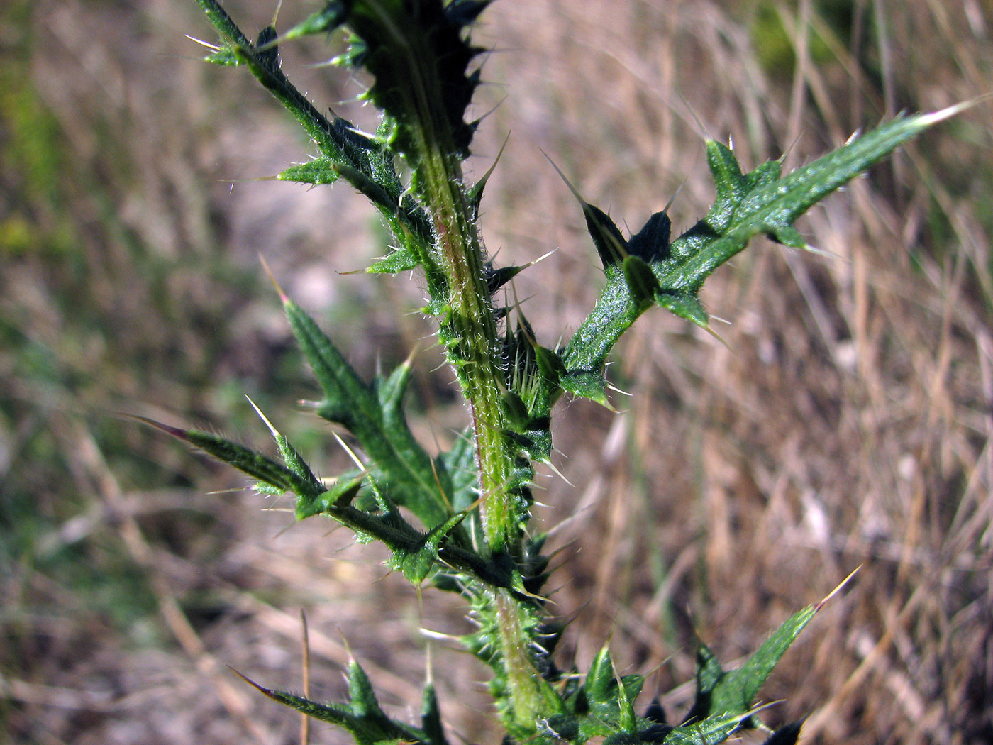 Изображение особи Cirsium vulgare.