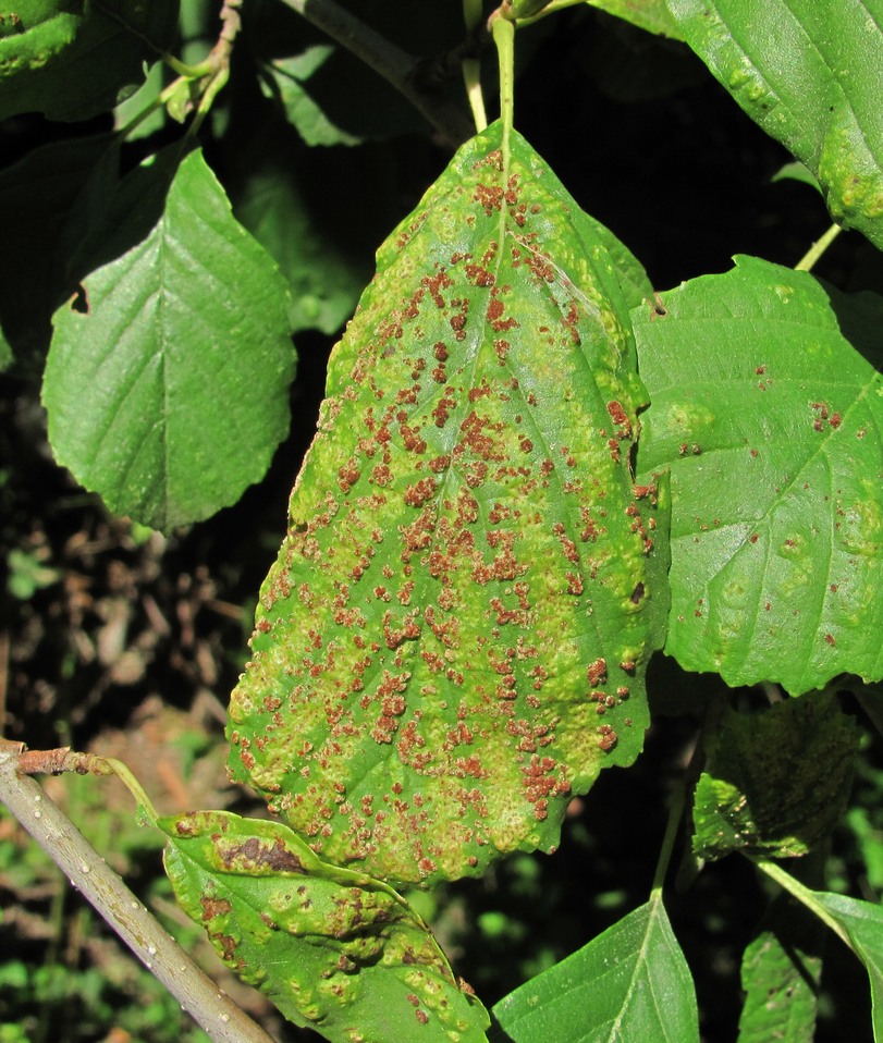 Image of Alnus barbata specimen.