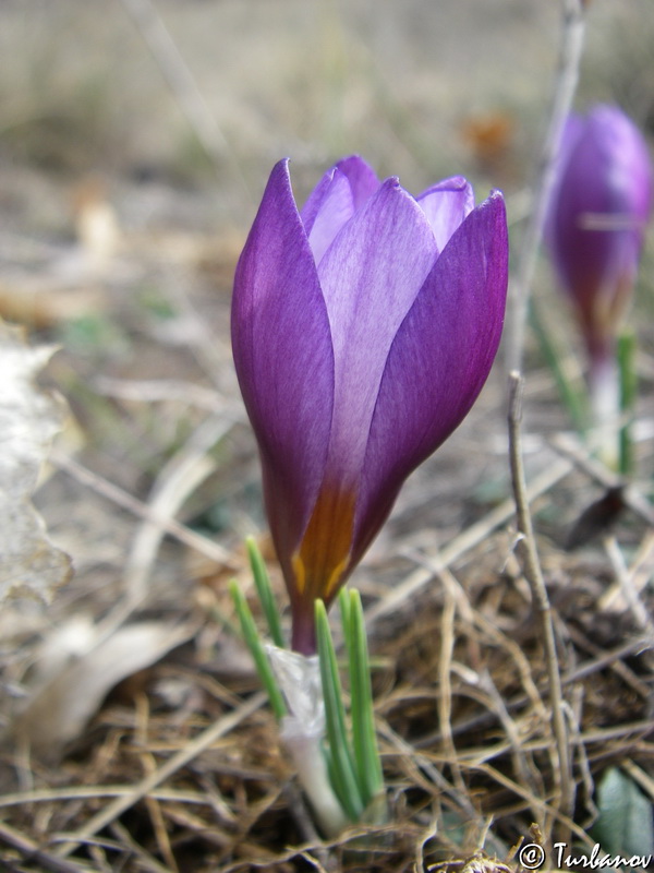 Изображение особи Crocus tauricus.