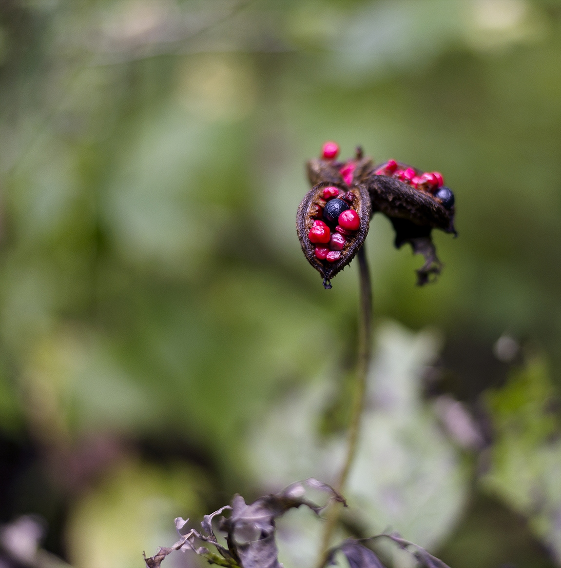 Image of Paeonia caucasica specimen.