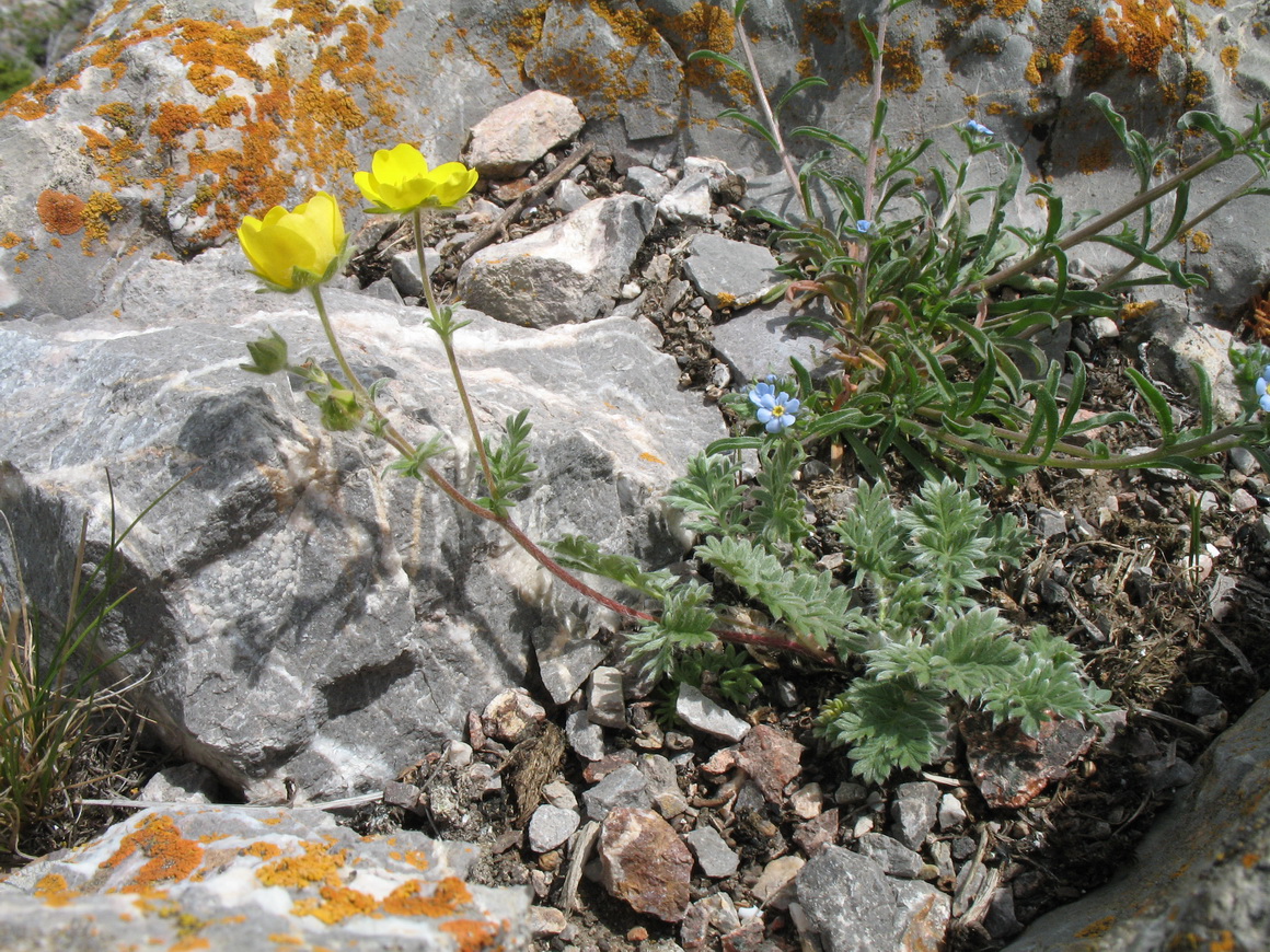 Image of Potentilla soongorica specimen.