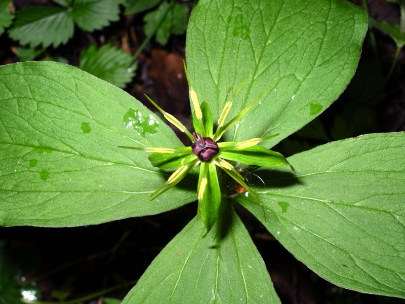 Image of Paris quadrifolia specimen.