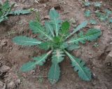 familia Asteraceae. Молодое растение. Краснодарский край, Абинский р-н, юж. окр. ст-цы Холмская, нарушенное место. 05.10.2016.