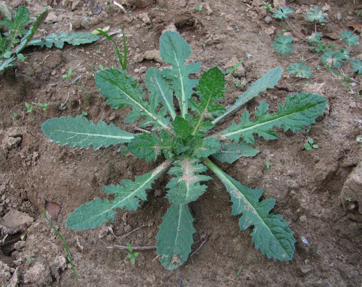 Image of familia Asteraceae specimen.