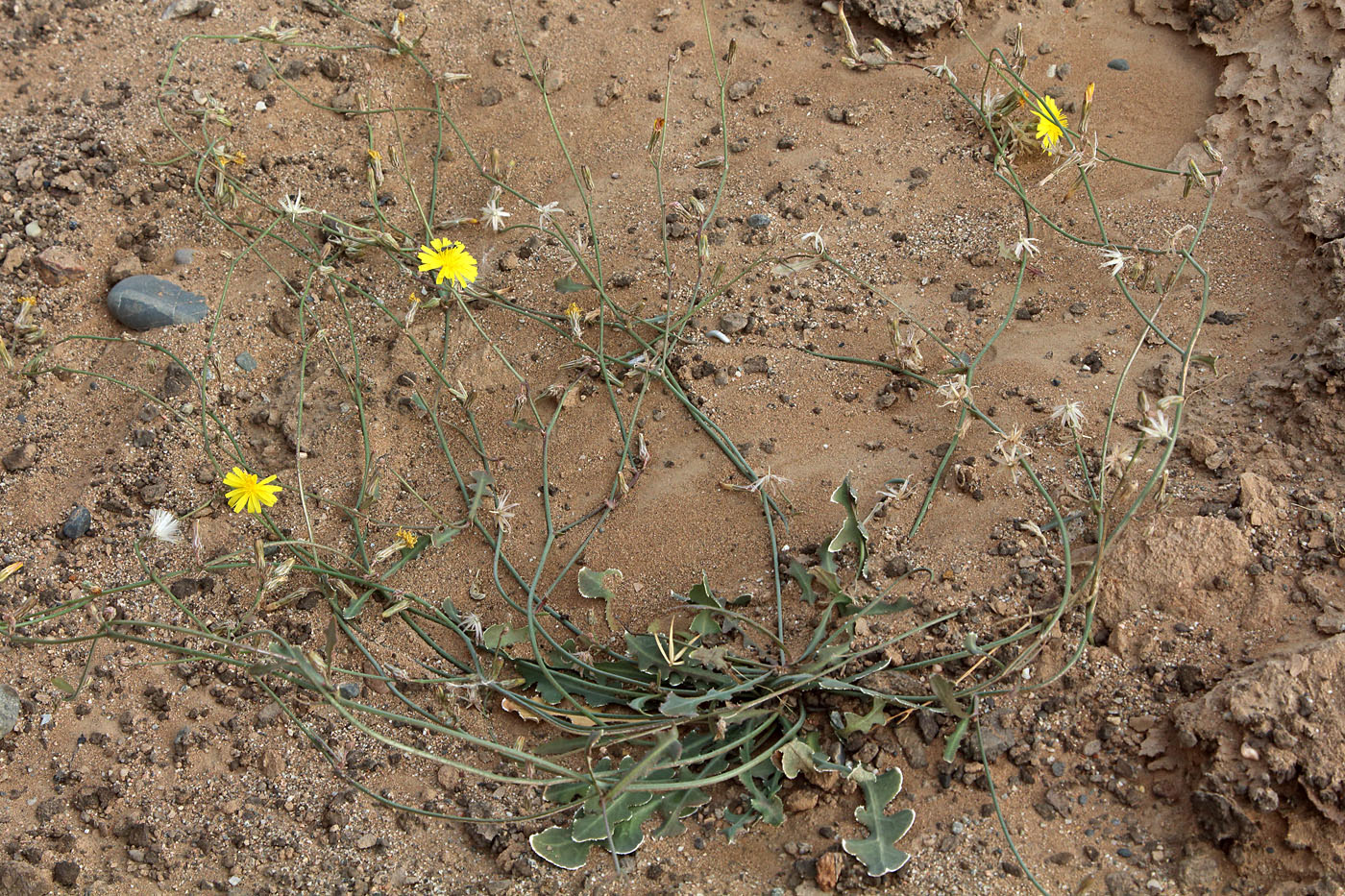 Image of Paramicrorhynchus procumbens specimen.