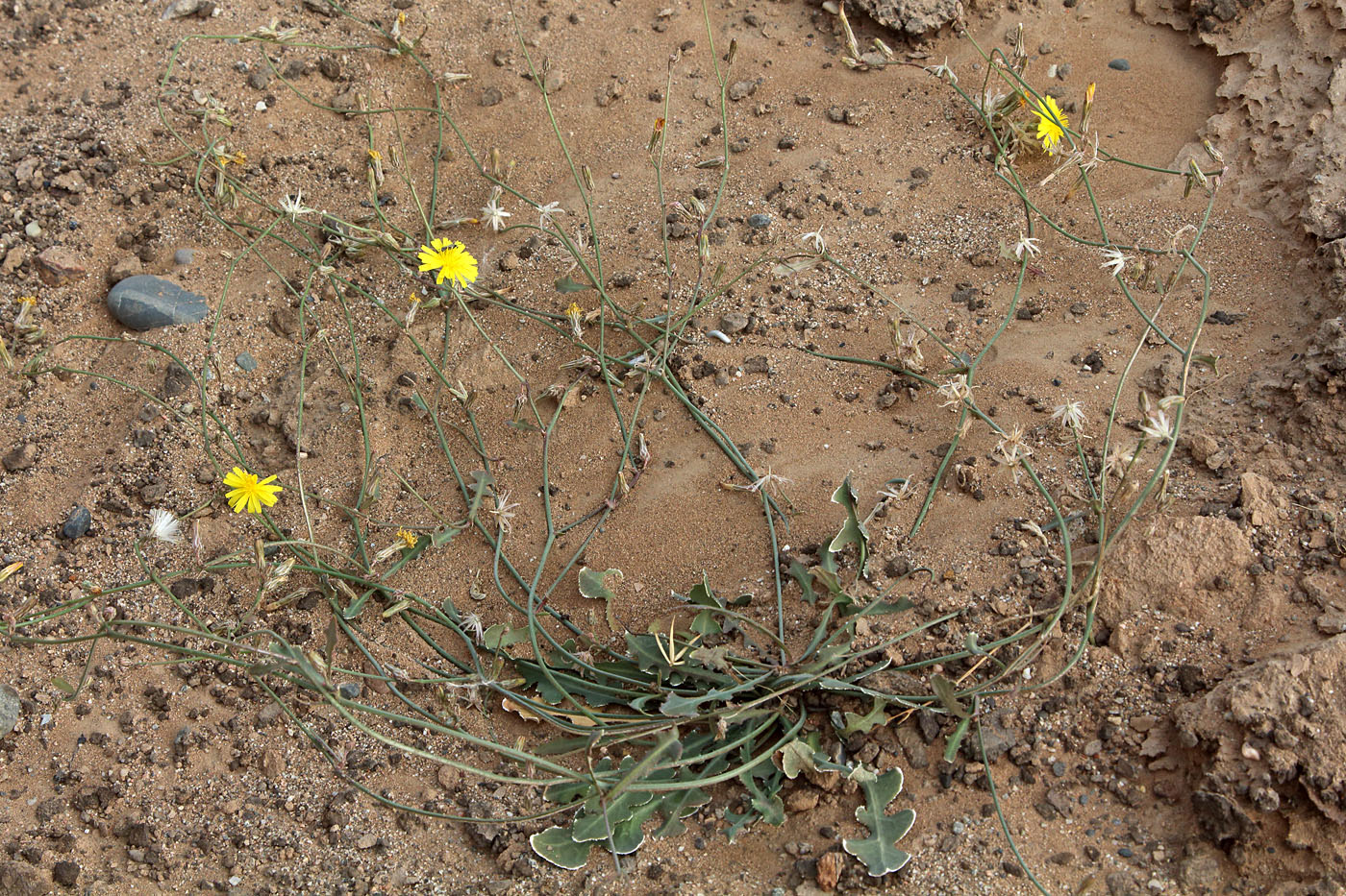 Изображение особи Paramicrorhynchus procumbens.