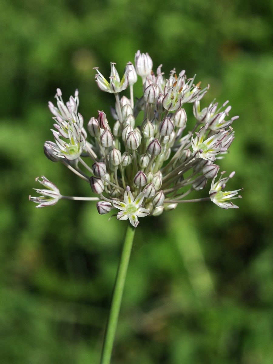 Image of Allium delicatulum specimen.