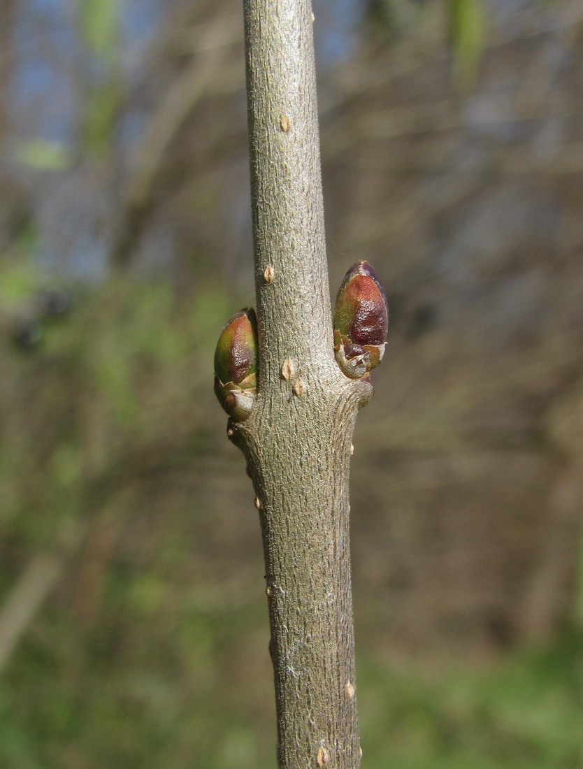 Image of Ligustrum vulgare specimen.