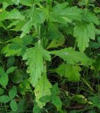 Verbena officinalis