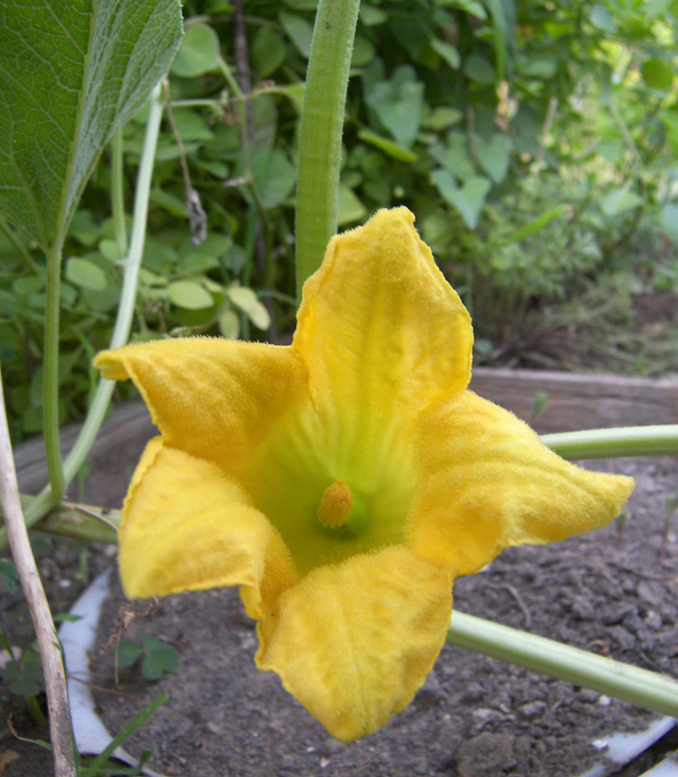 Изображение особи Cucurbita foetidissima.