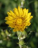 Tragopogon dasyrhynchus. Соцветие. Украина, Запорожский р-н, участок разнотравной степи, возле старой дороги. 07.06.2016.