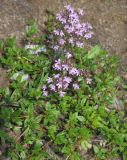 Thymus komarovii