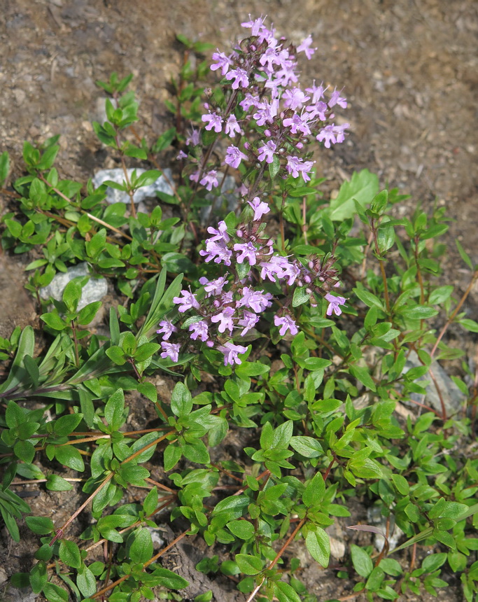 Image of Thymus komarovii specimen.