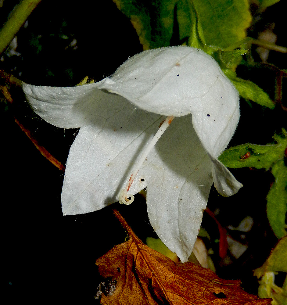 Image of Campanula pendula specimen.