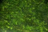 Hydrilla verticillata