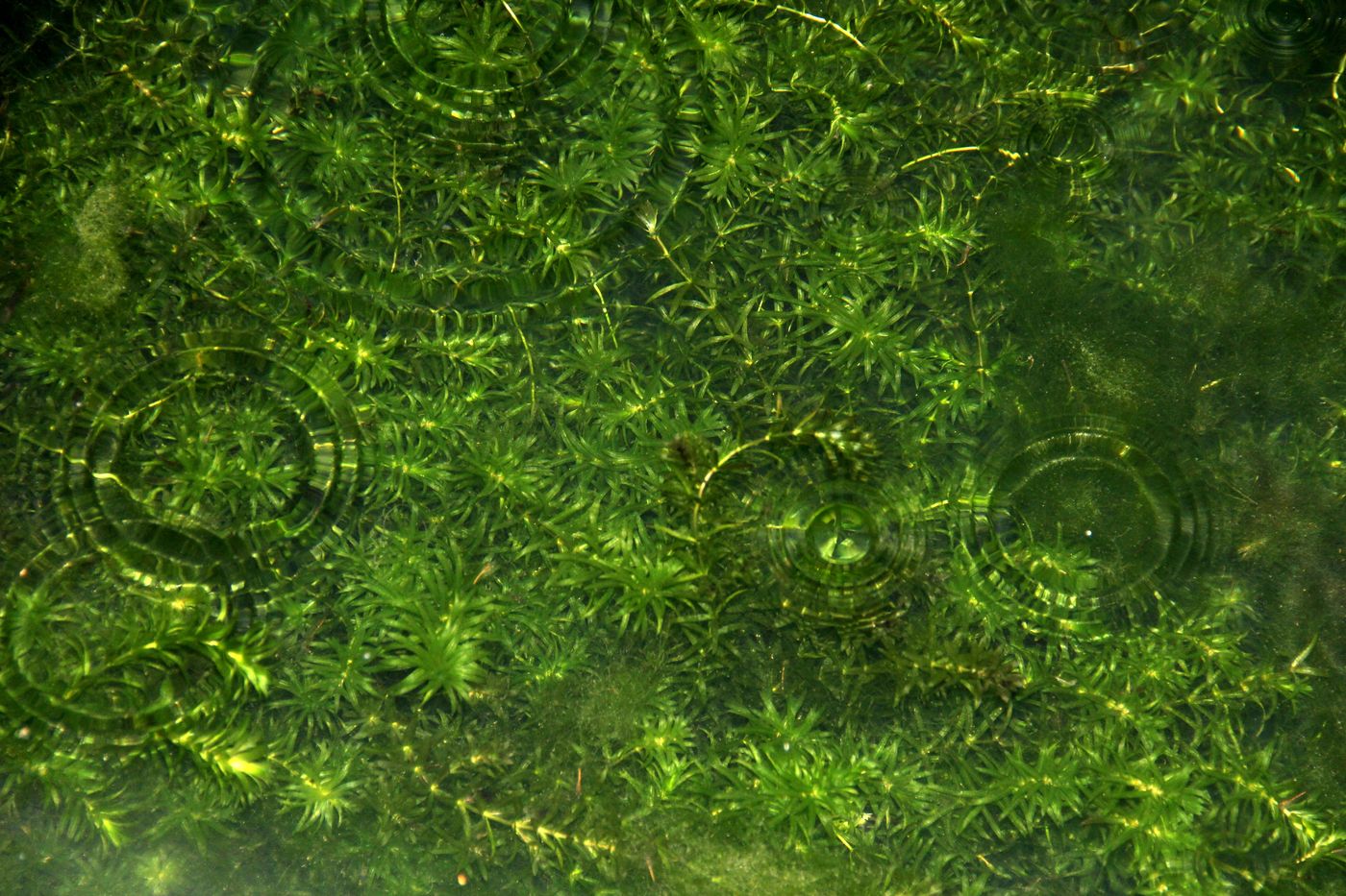 Изображение особи Hydrilla verticillata.