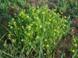 Ranunculus arvensis