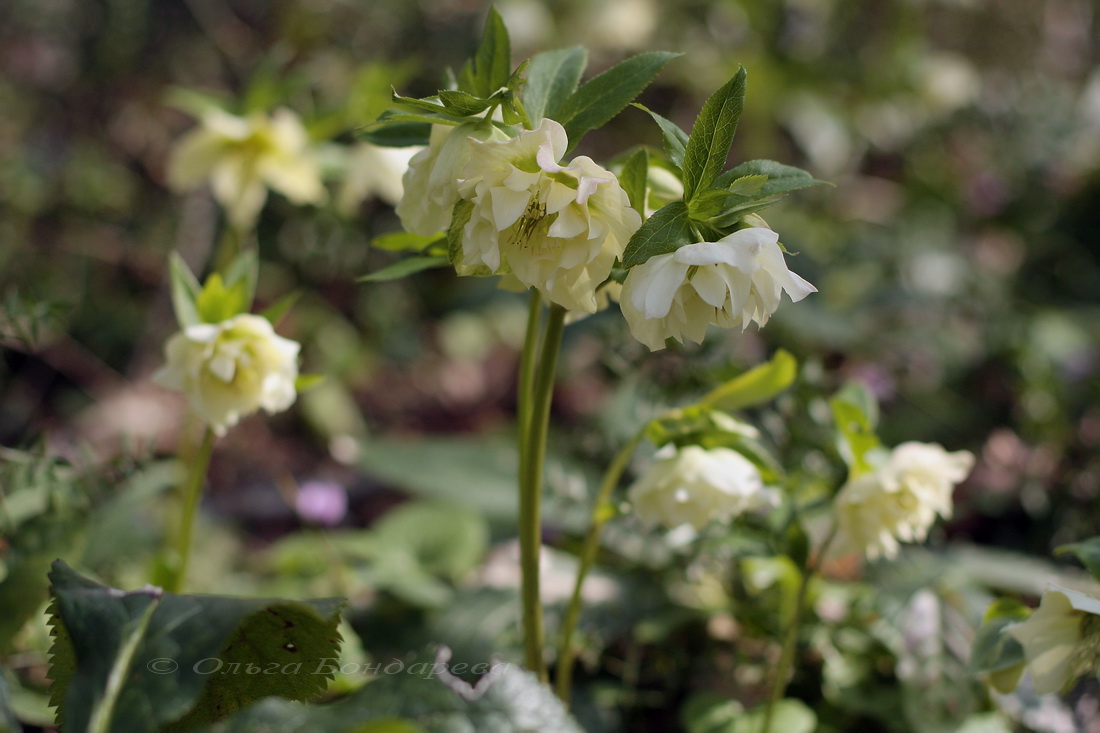 Image of Helleborus caucasicus specimen.